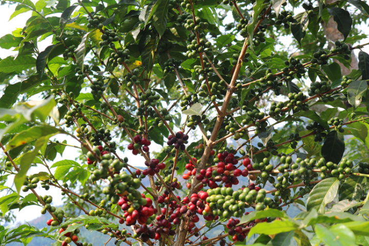 Los-Chorros-Cherrys.png#asset:36433