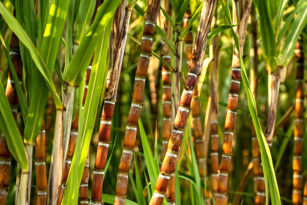 Sugar Cane used for decaffeinating 3fe coffee